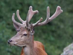 What Is Deer Antler Velvet 1
